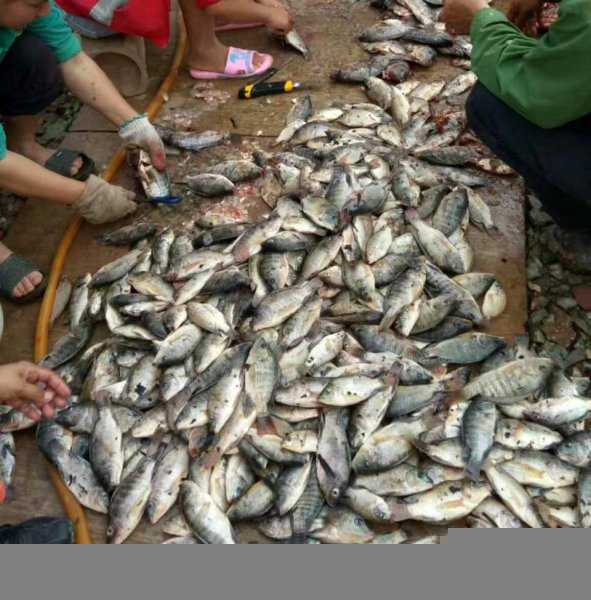 广东人为何不吃罗非鱼