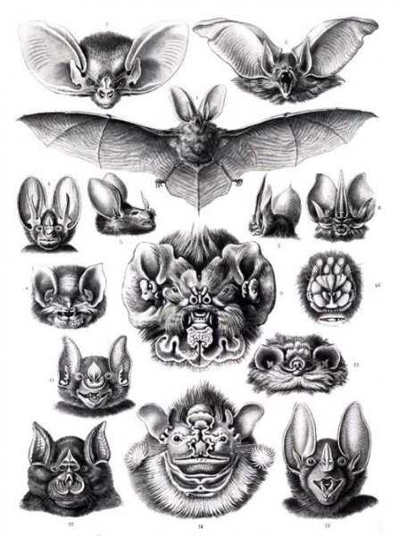 蝙蝠是怎么来的