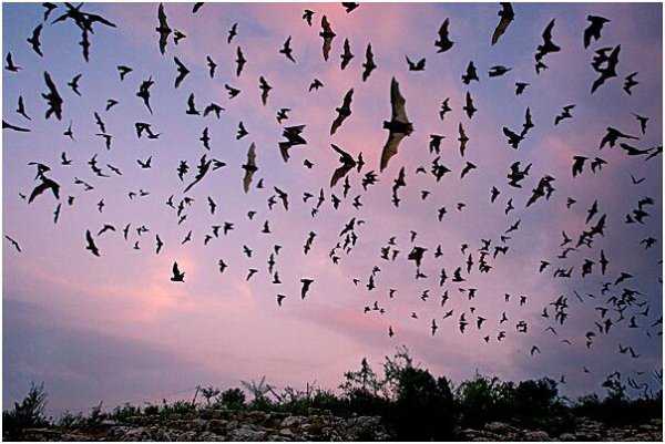 蝙蝠是怎么来的