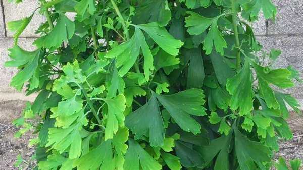 银杏叶怎么处理才能泡水喝