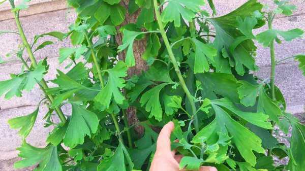 银杏叶怎么处理才能泡水喝