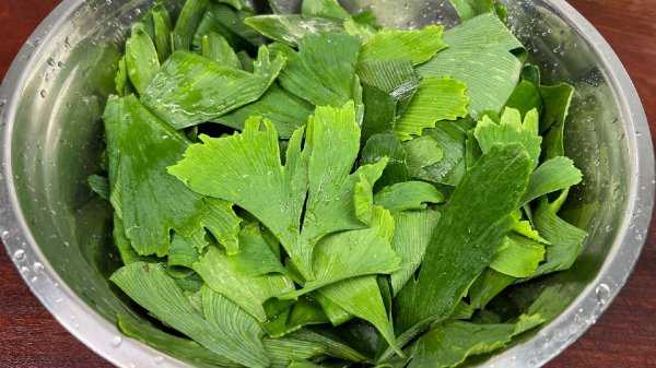 银杏叶怎么处理才能泡水喝