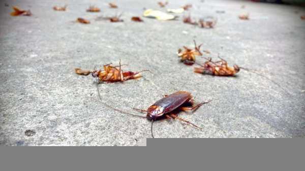 蟑螂打死会越来越多吗
