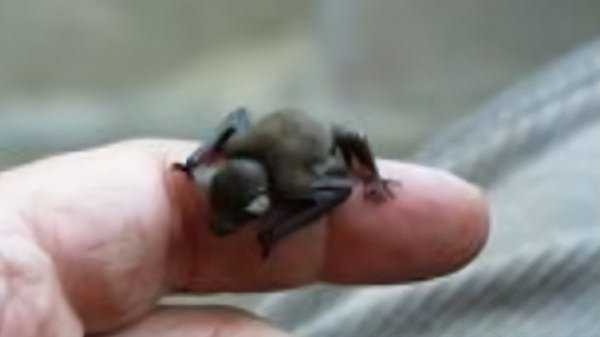 蝙蝠进卧室有什么预兆