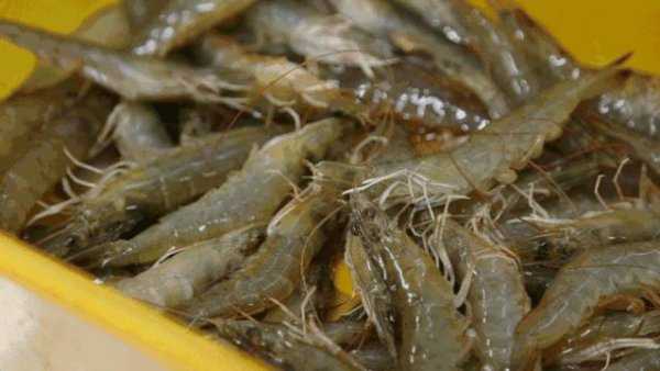 刚买回来的大虾怎么处理干净