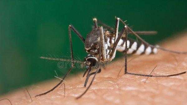 蚊子为什么不能被灭绝