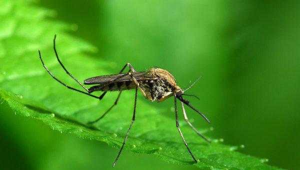 蚊子为什么不能被灭绝