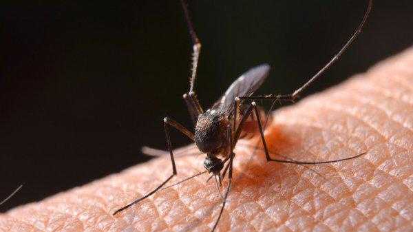 蚊子为什么不能被灭绝