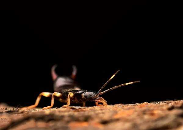 卫生间蠼螋是从哪来的