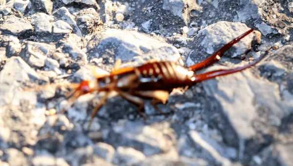 卫生间蠼螋是从哪来的