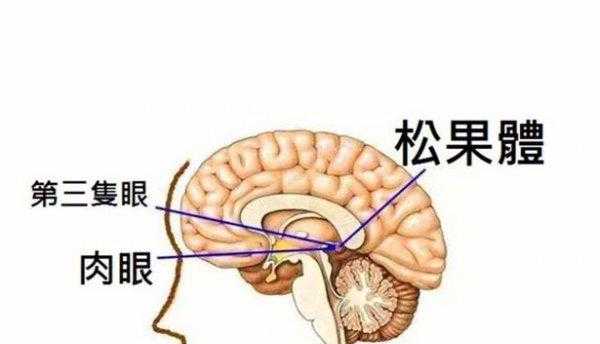 松果体开了是什么感觉
