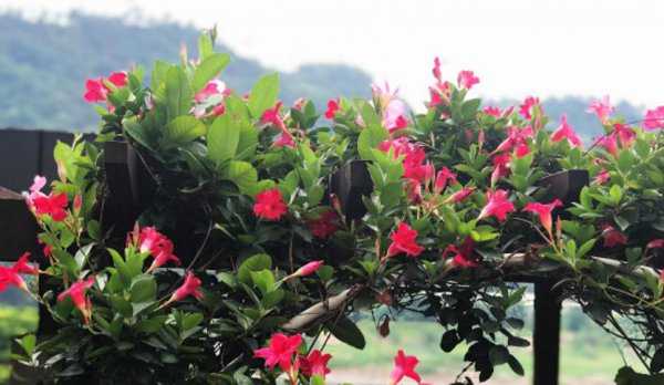 矿泉水瓶变废为宝的小妙招