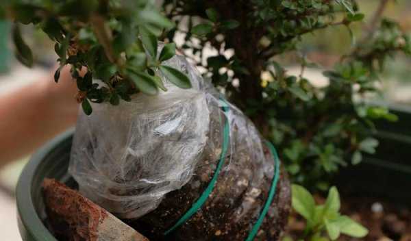 矿泉水瓶变废为宝的小妙招