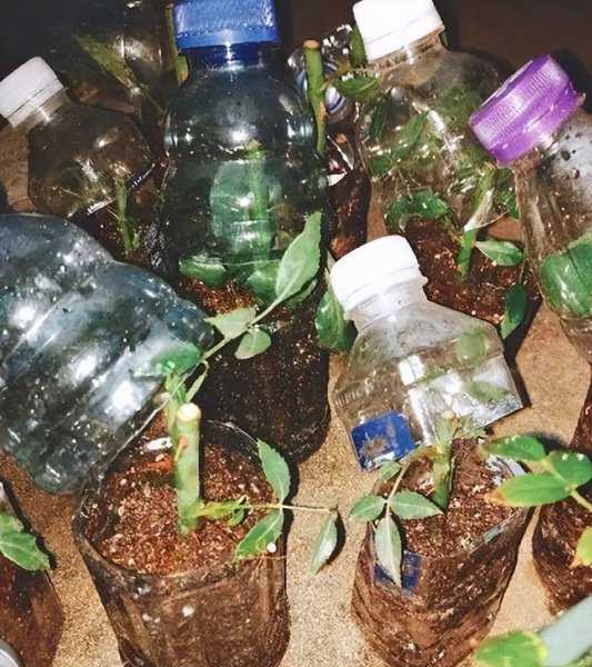 矿泉水瓶变废为宝的小妙招