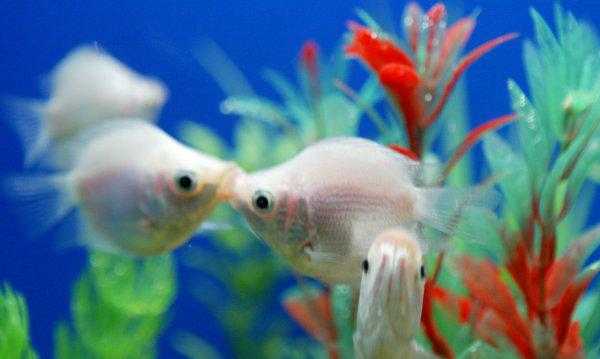 金鱼的记忆是多少秒