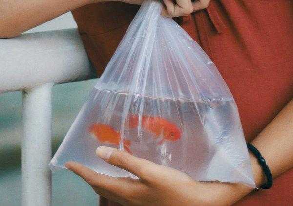 金鱼的记忆是多少秒