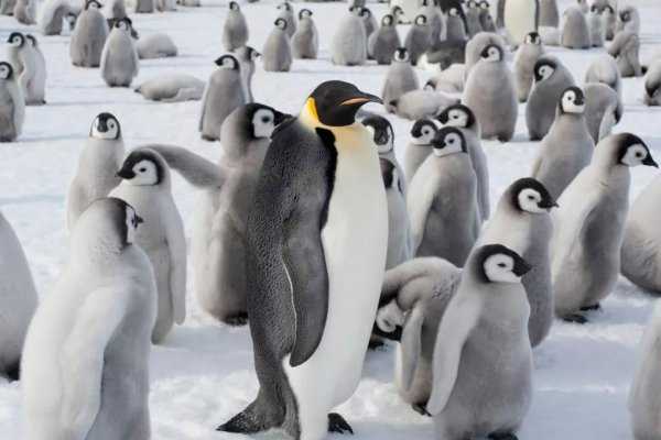 阿德利企鹅名字的由来