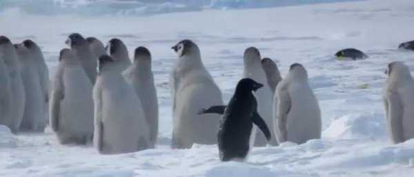 阿德利企鹅名字的由来