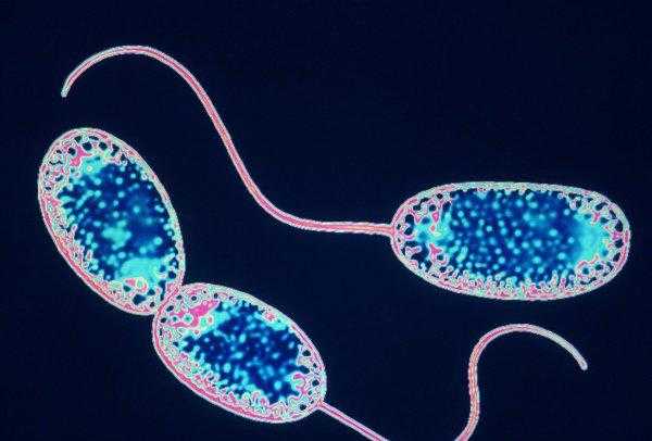 硝化细菌放多了对鱼有害吗