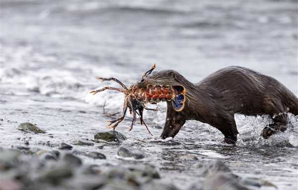 海獭吃什么食物为生