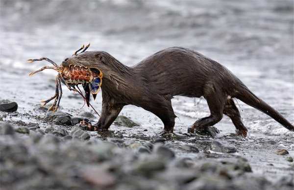 海獭吃什么食物为生