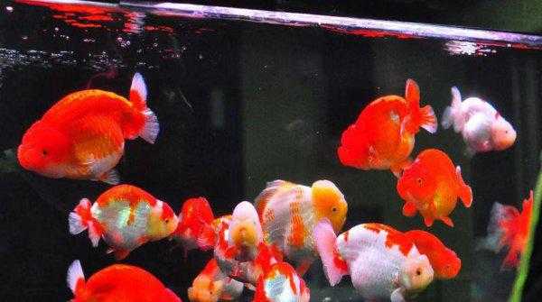 什么原因导致鱼失鳔