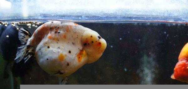 什么原因导致鱼失鳔