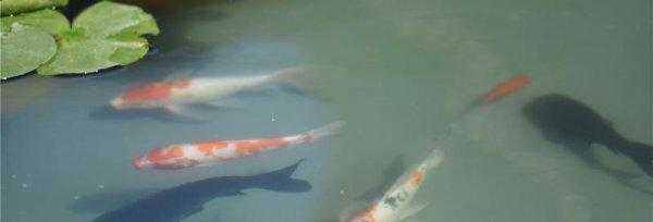 什么原因导致鱼失鳔