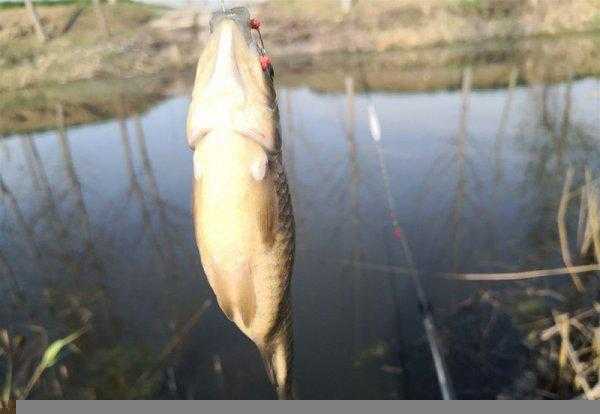 鱼不咬钩是什么原因导致的