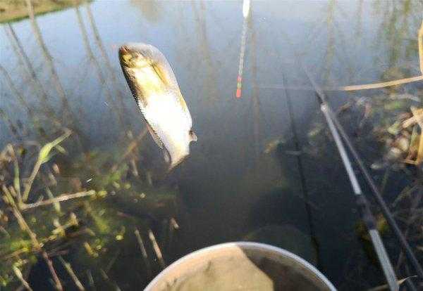 鱼不咬钩是什么原因导致的