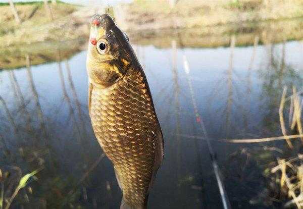 鱼不咬钩是什么原因导致的