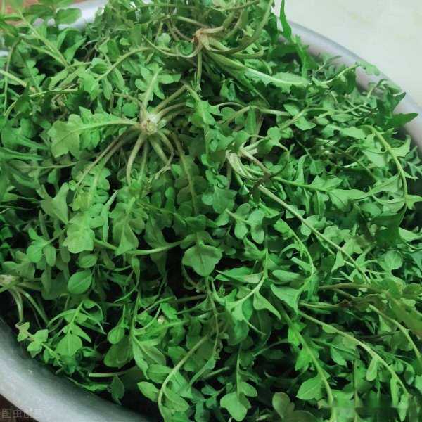 春天可以吃的十大野菜排名