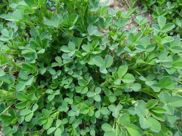 春天可以吃的十大野菜排名