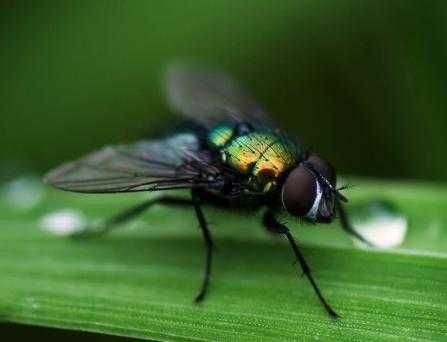 除四害讲卫生的四害是哪四害