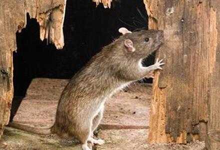 除四害讲卫生的四害是哪四害