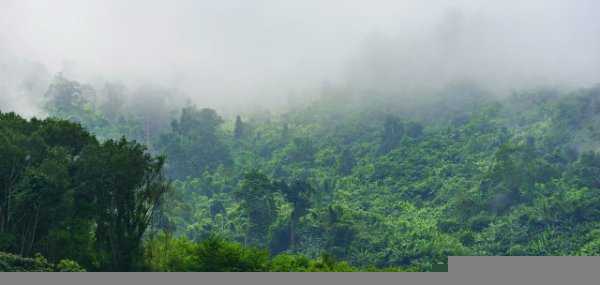 热带雨林有什么危险