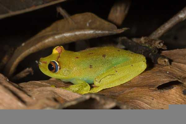 热带雨林有什么危险