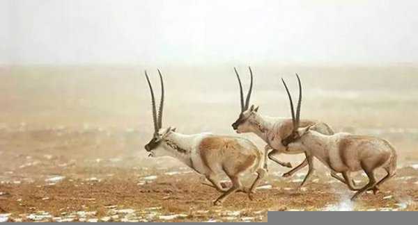 藏羚羊为什么那么珍贵