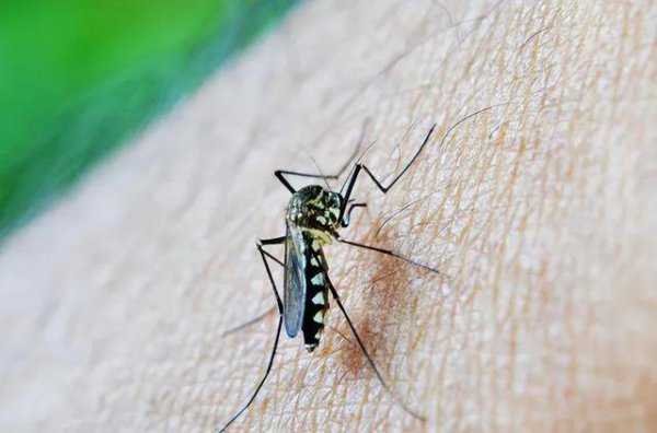 蚊子是靠什么找到人的