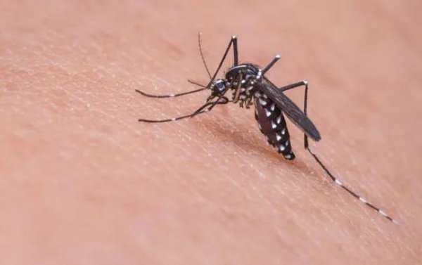 蚊子是靠什么找到人的