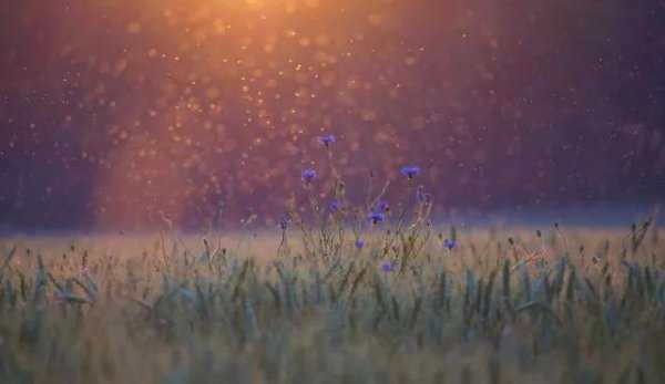 蚊子是靠什么找到人的