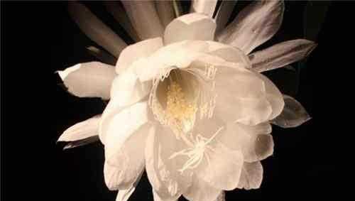 世界上最好看的花排名前十