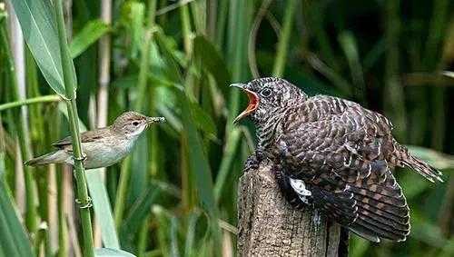 布谷鸟叫声代表什么意思