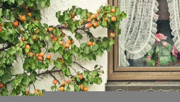 院子有杏树一棵好不好