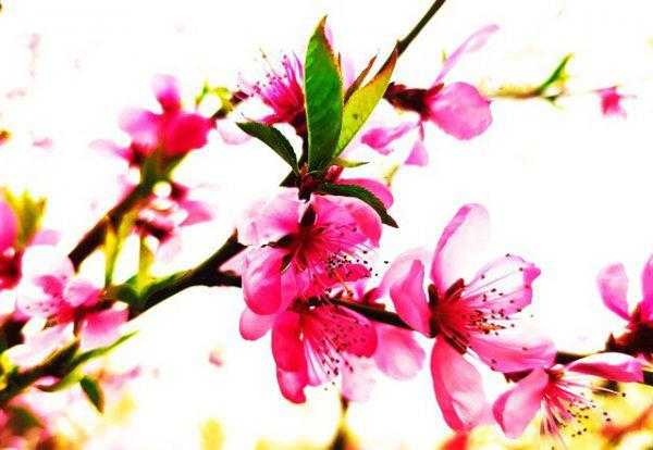 院子有杏树一棵好不好