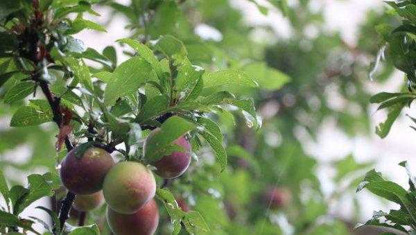 院子有杏树一棵好不好