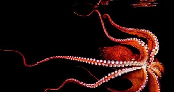 太平洋巨型章鱼长什么样子