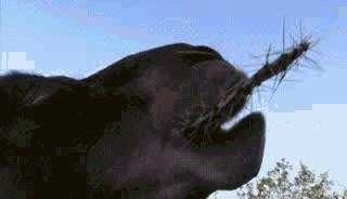 单峰骆驼和双峰骆驼的区别