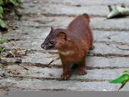 黄鼠狼最忌讳什么东西