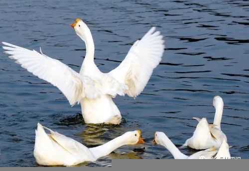 黄鼠狼最忌讳什么东西